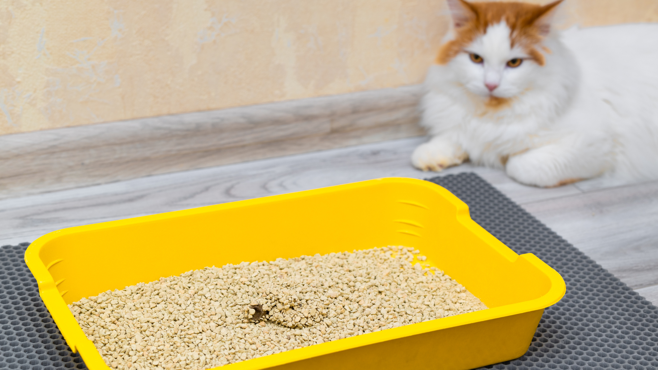 about cat litter box